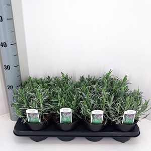 LAVAN IN SENSATIONAL