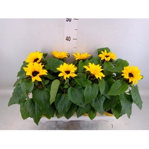 Helianthus an. 'Sunsation'