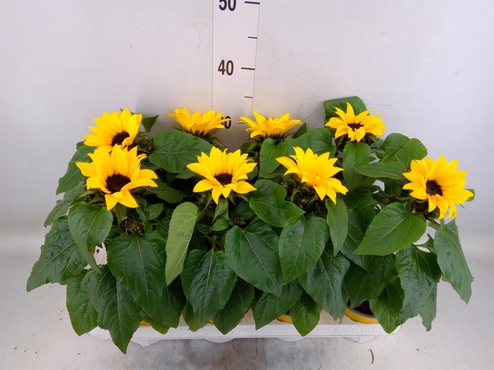 <h4>Helianthus an. 'Sunsation'</h4>