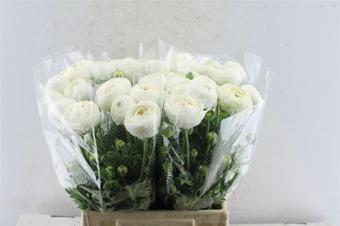 <h4>Ran Aazur White</h4>