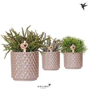 Kolibri Greens Rhipsalis mix in Diamond Pearl pot sand