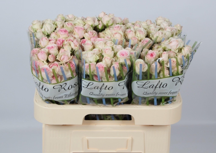 <h4>R TR DINARA</h4>