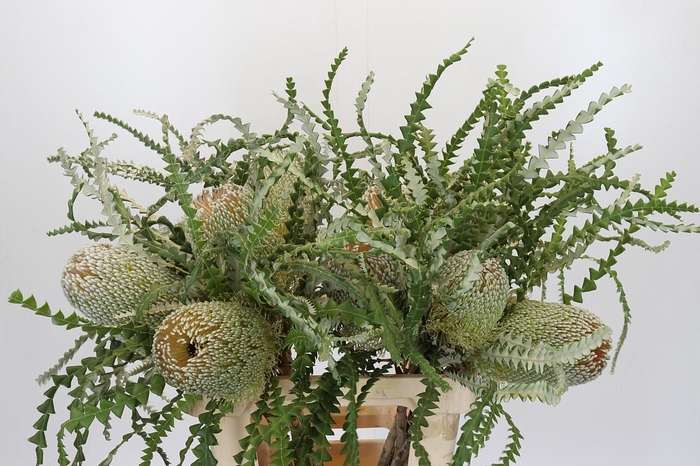 <h4>Banksia Speciosa</h4>