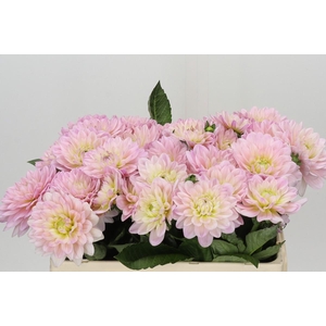 Dahlia Dianas Memory