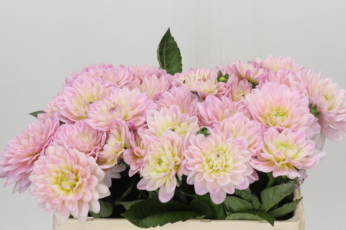 <h4>Dahlia Dianas Memory</h4>