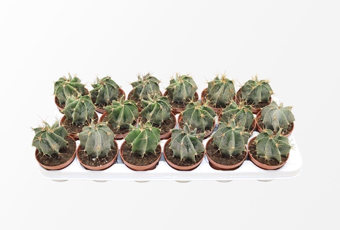<h4>Astrophytum Ornatum</h4>