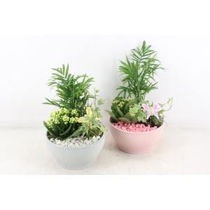 arr2 PL - Ker. lazaro schaal x3 - roze/wit