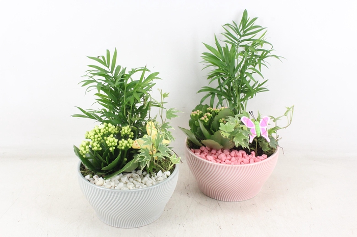 <h4>arr2 PL - Ker. lazaro schaal x3 - roze/wit</h4>