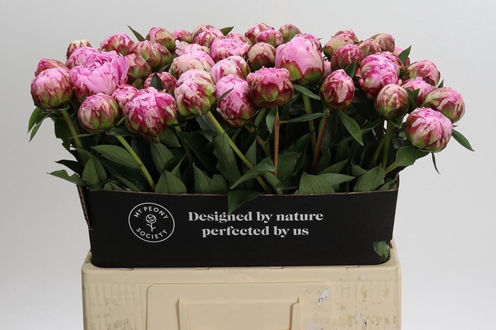 <h4>Paeonia Sarah Bernhardt</h4>