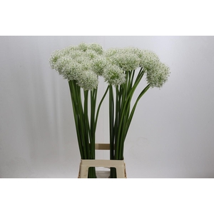 Allium Mount Everest