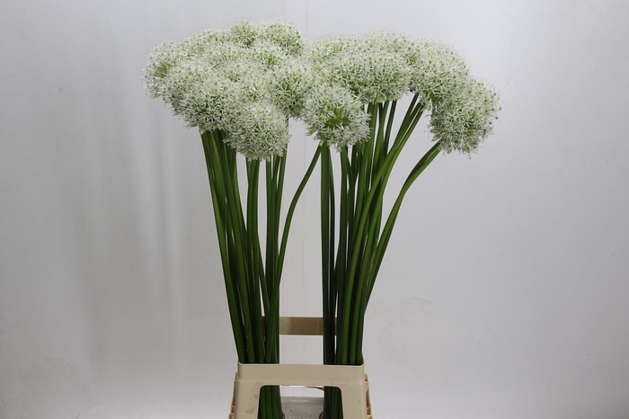 <h4>Allium Mount Everest</h4>
