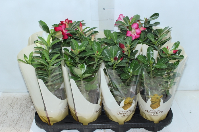 <h4>ROSA DO DESERTO P15 COM FLOR</h4>
