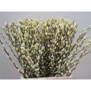 Salix Katje Creme L70