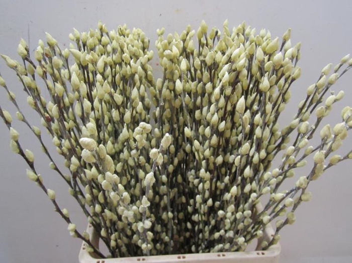 <h4>Salix Katje Creme L70</h4>