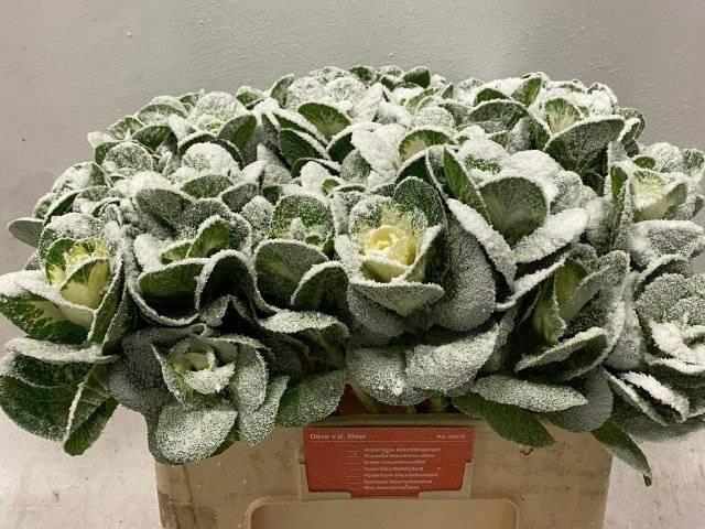 <h4>BRASS KLB H%</h4>