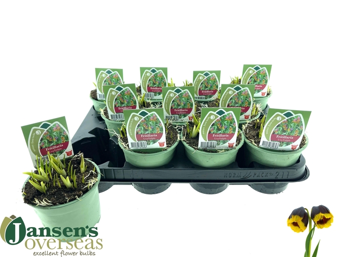 <h4>FRIT MICHAILOVSKYI</h4>