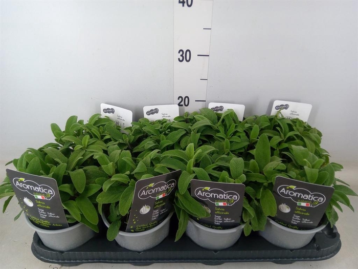 <h4>Salvia officinalis</h4>