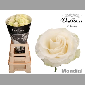 R GR MONDIAL