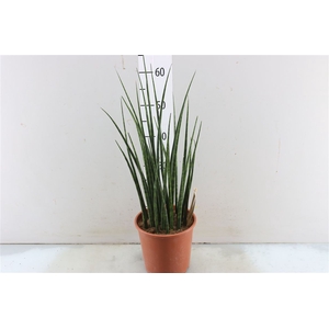 Sansevieria Fernwood Mikado