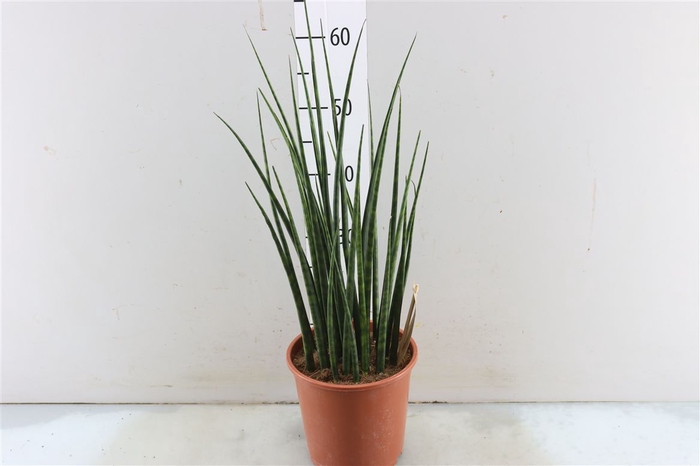 <h4>Sansevieria Fernwood Mikado</h4>