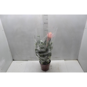 AECHMEA FASCIATA P17