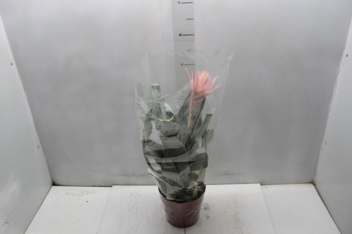 AECHMEA FASCIATA P17