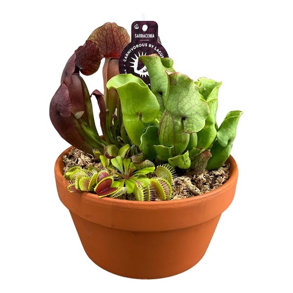 <h4>Vleesetende planten mix in 20 cm terracotta schaal 3pp</h4>