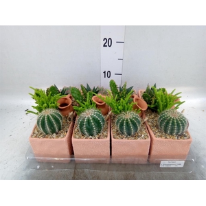 Arr.  Cactus L%