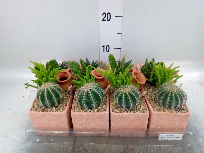 <h4>Arr. Cactus L%</h4>