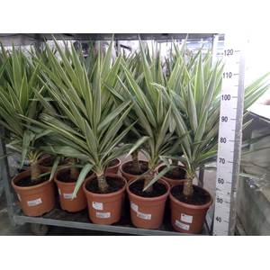 Yucca elephantipes 'Jewel'