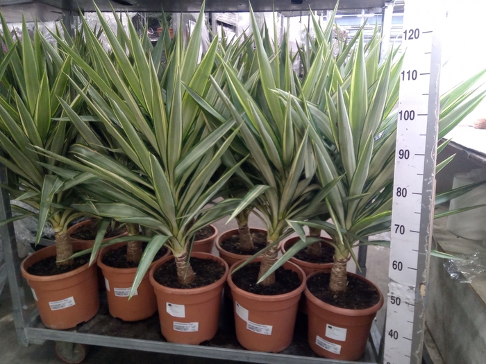 <h4>Yucca elephantipes 'Jewel'</h4>