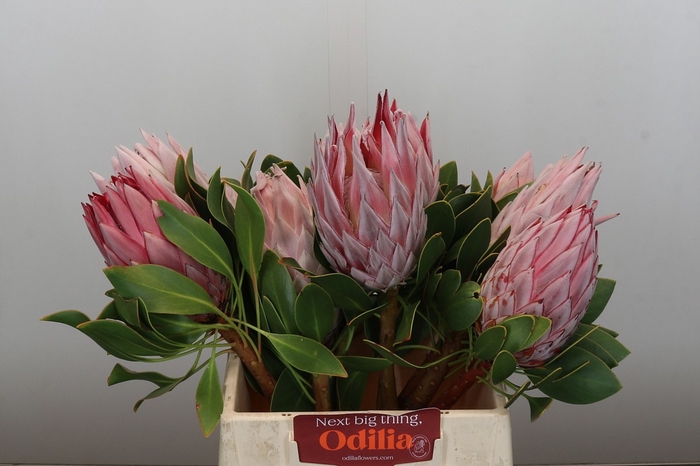 <h4>PROTEA CYNAROIDES</h4>