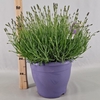 Lavandula angustifolia Essence Pur