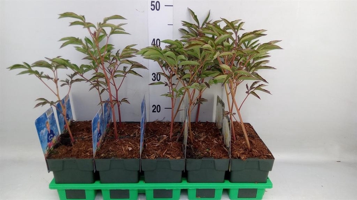 <h4>Paeonia lact. 'Duchesse d Nem'</h4>