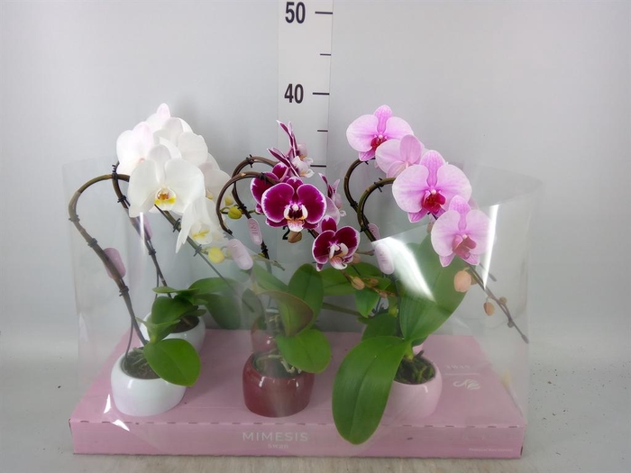 <h4>Phalaenopsis ...</h4>