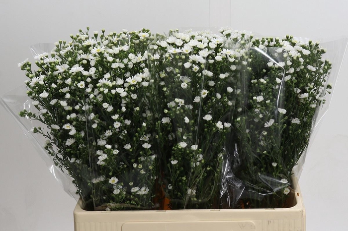 <h4>AST PAQUITA</h4>