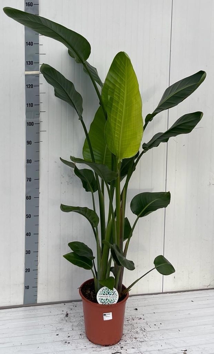 <h4>STRELITZIA NICOLAI</h4>