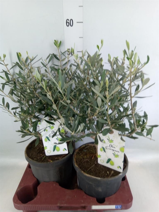 <h4>Olea europaea</h4>