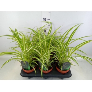 Chlorophytum com. 'Variegatum'