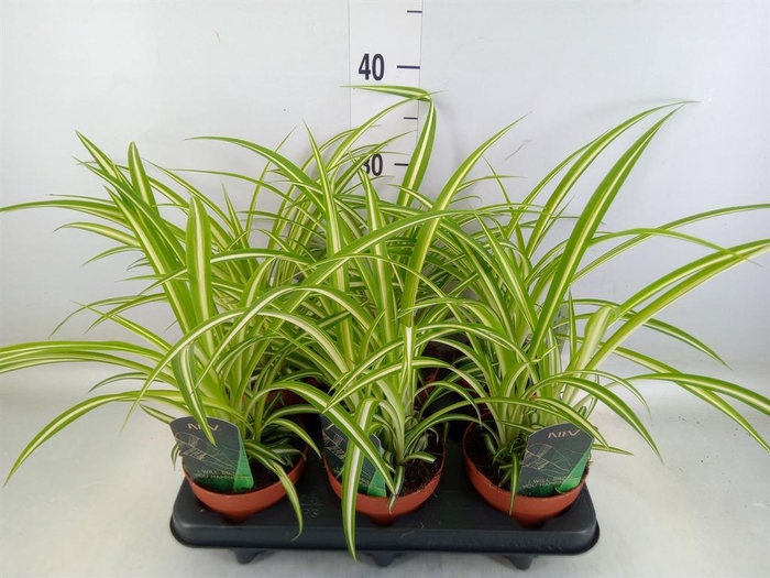 <h4>Chlorophytum com. 'Variegatum'</h4>