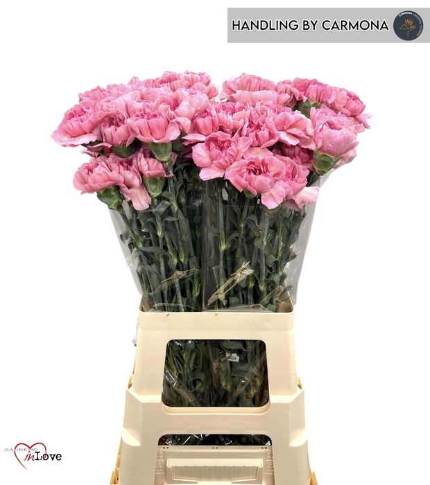 <h4>DI ST HAPPY CHERY</h4>