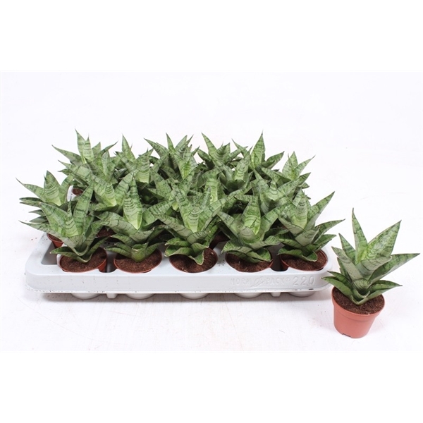 <h4>Sansevieria Tough Lady</h4>