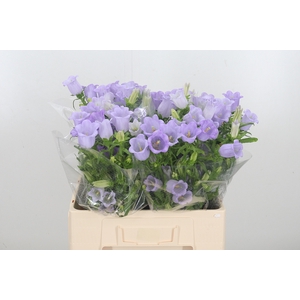 Campanula Cham Lavender