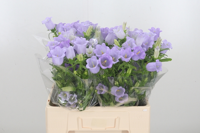 <h4>Campanula Cham Lavender</h4>