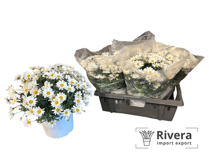 <h4>ARG STELLA 2000</h4>