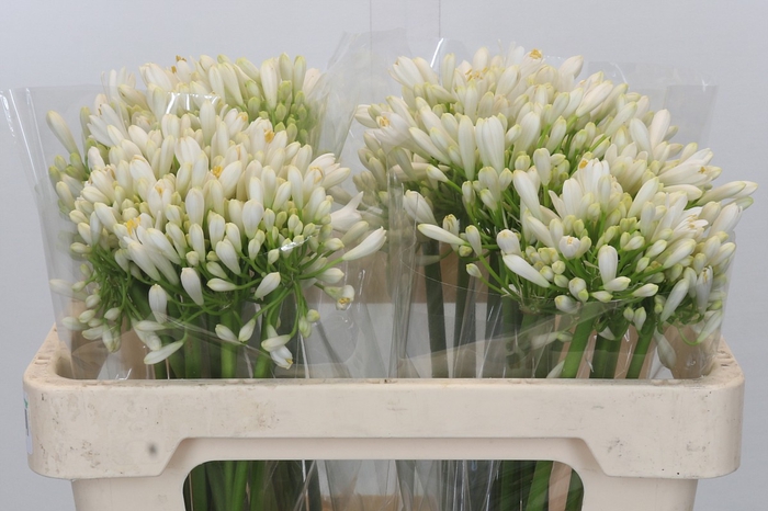 <h4>Agapanthus White Heaven</h4>