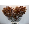 Anigozanthos Gold Fever