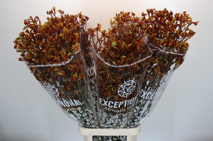 <h4>Anigozanthos Gold Fever</h4>
