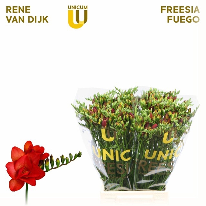 <h4>Freesia du Fuego</h4>
