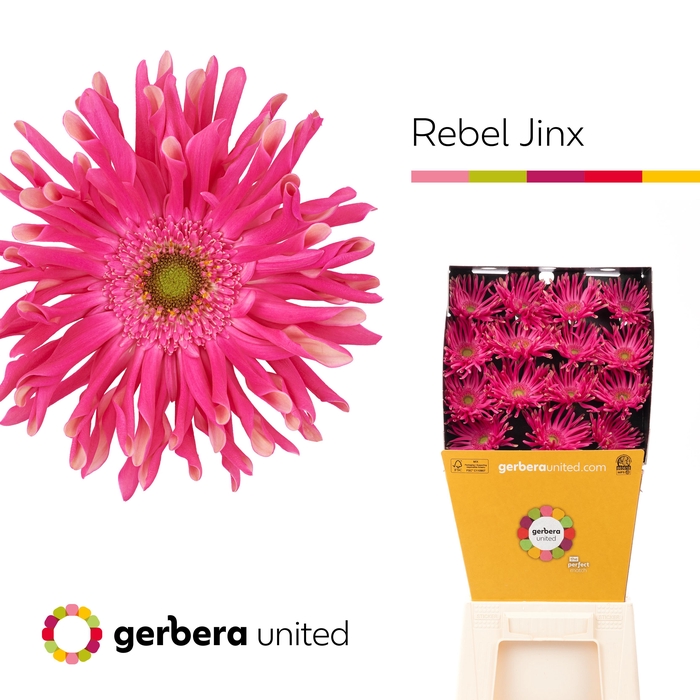 <h4>Gerbera Pasta Rebel Jinx Diamond per kaart</h4>